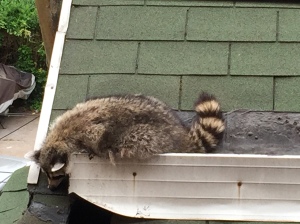 Brooklyn Raccoon 1